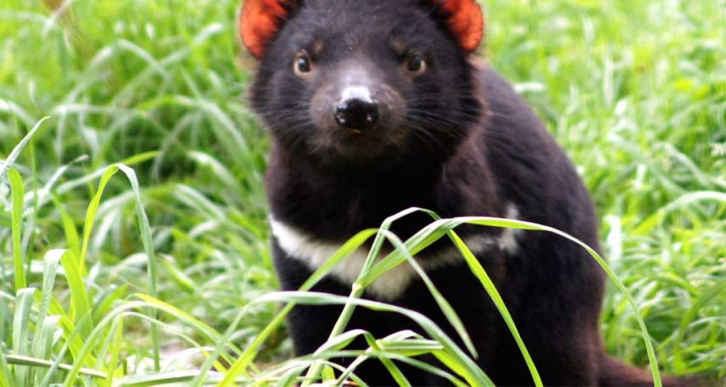 Jamas Imaginaste Lo Tierno Que Puede Ser Un Demonio De Tasmania