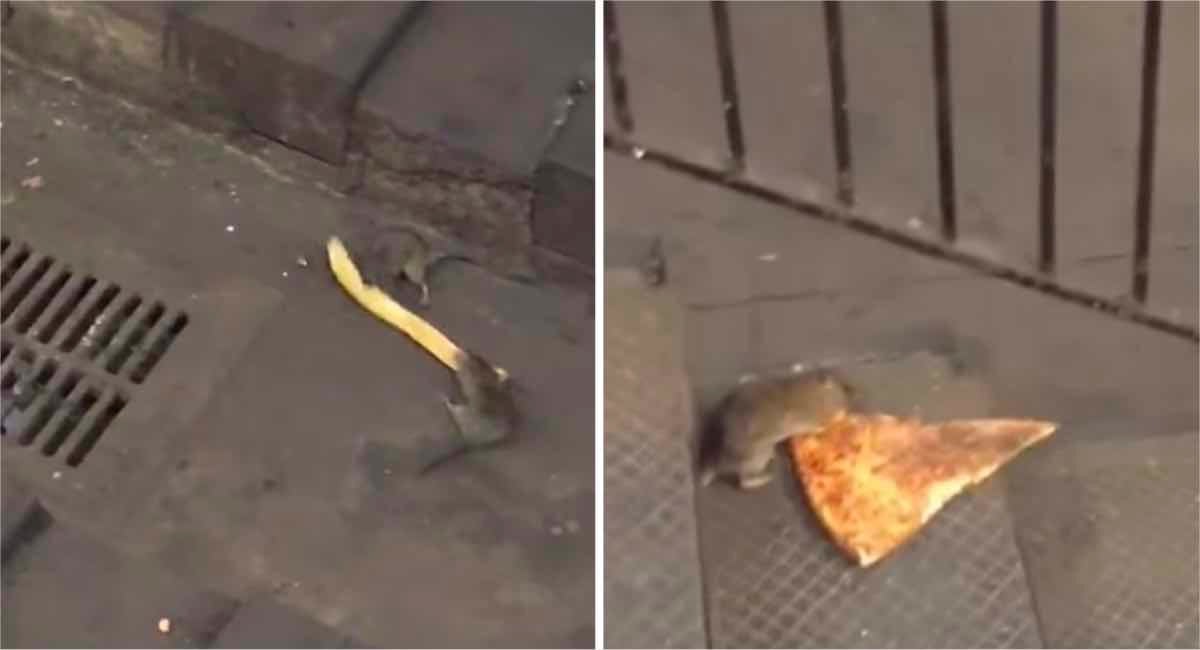 Dos Ratas Peleando Por Un Churro