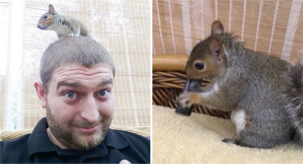 Encontró una tierna ardilla huérfana y la “adoptó”, pero algo se