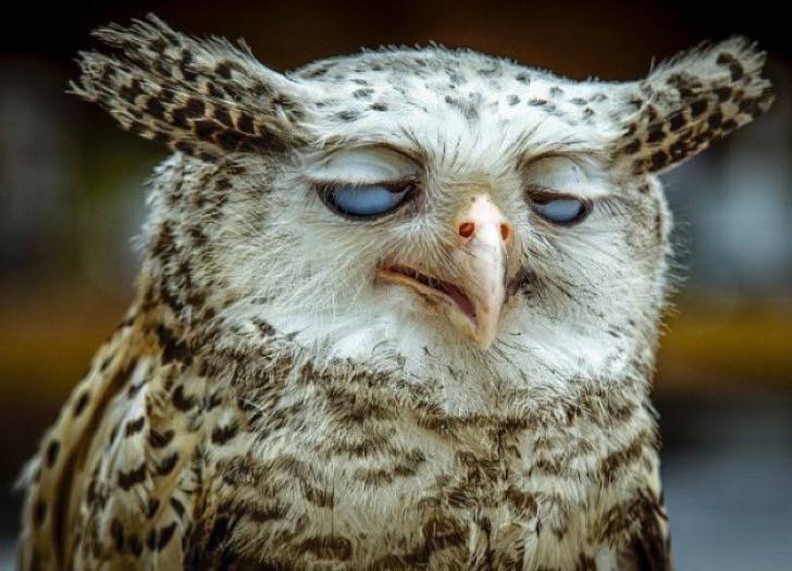 Es el gato más dramático del mundo 17 divertidas fotos de animales