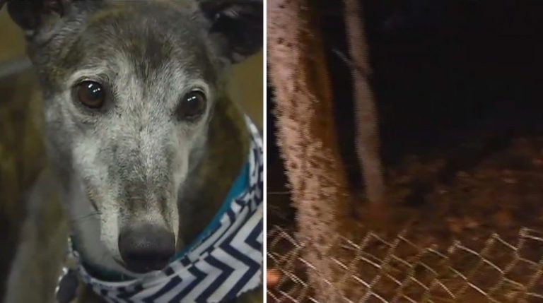 Lo dejaron en refugio pero huyó. Vagó cinco años en un bosque hasta que