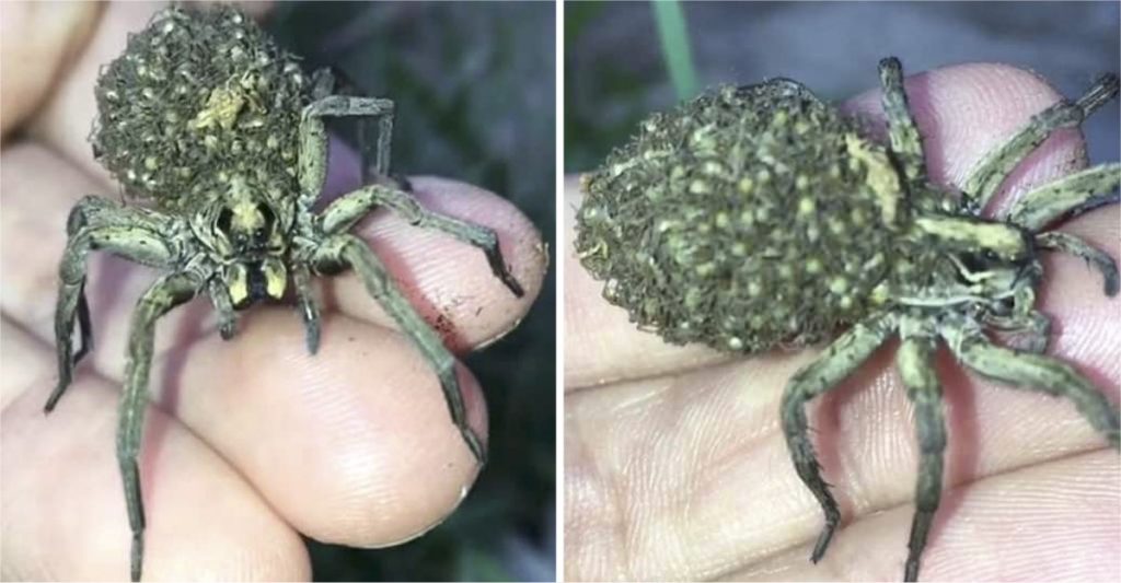 Tomó una araña gigante y vio su espalda abultada. Al acercarse, cientos