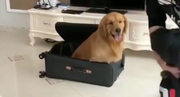 Perrito no quiere que su dueño vaya de viaje y se mete en la maleta. Luego  empaca y decide ir con él | Upsocl