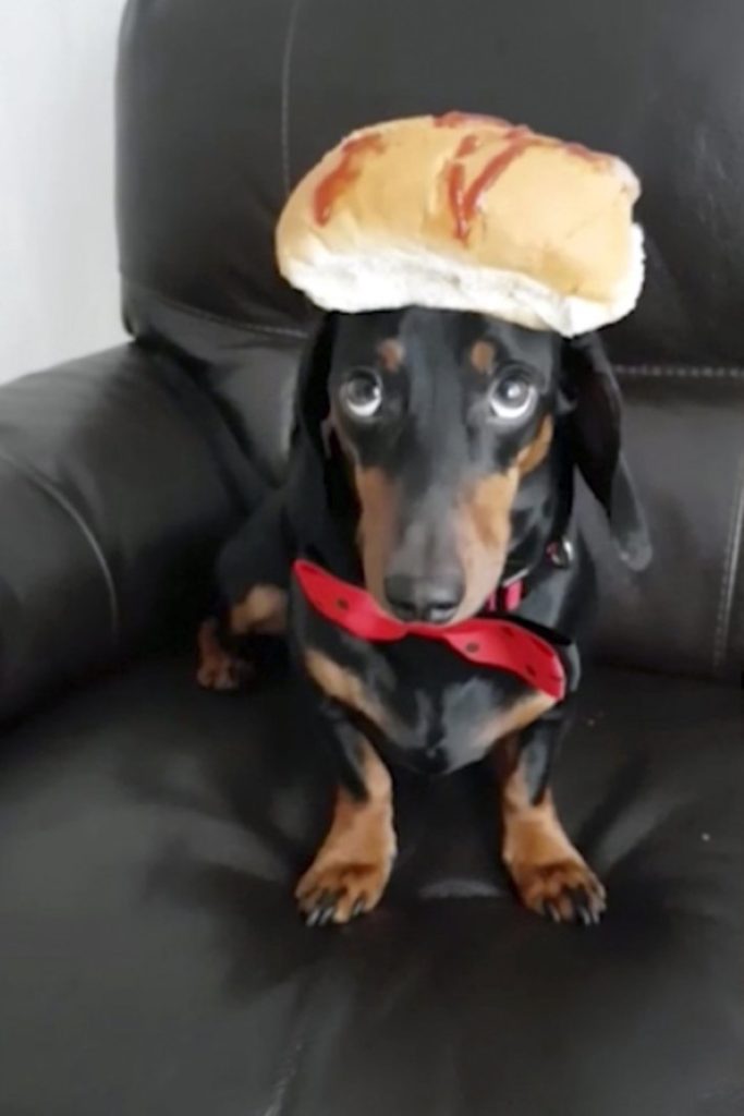 Perro Con Sandia En La Cabeza