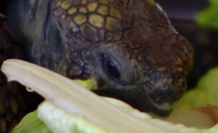 Recibió una tortuga de cumpleaños en 1962. Han transcurrido 56 años y