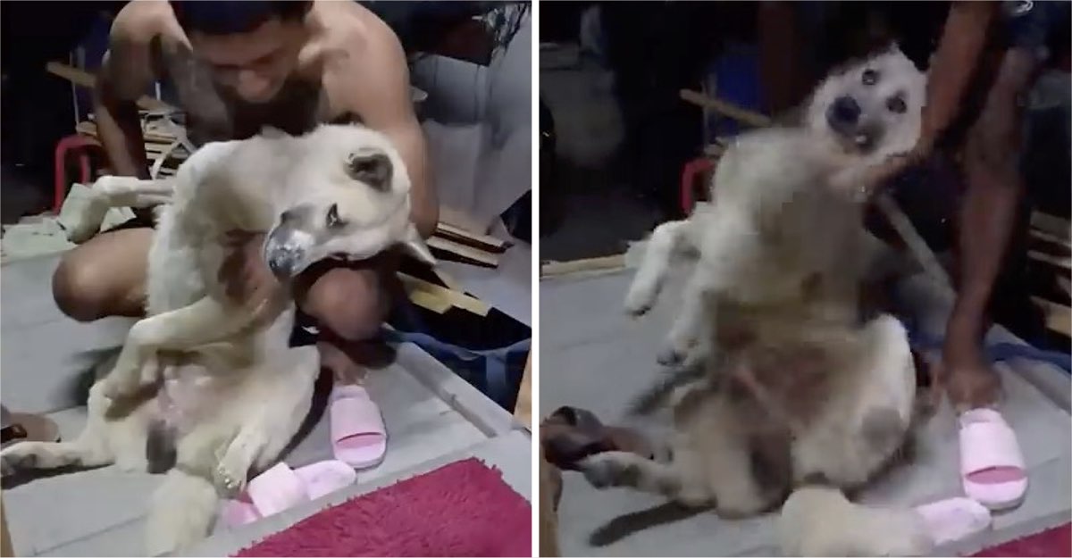 Perrito finge su muerte cada vez que lo intentan bañar. Sabe perfectamente cómo actuar