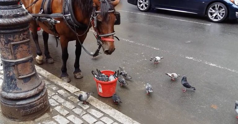 Amable caballo comparte su comida con palomas en la calle. Se respetan
