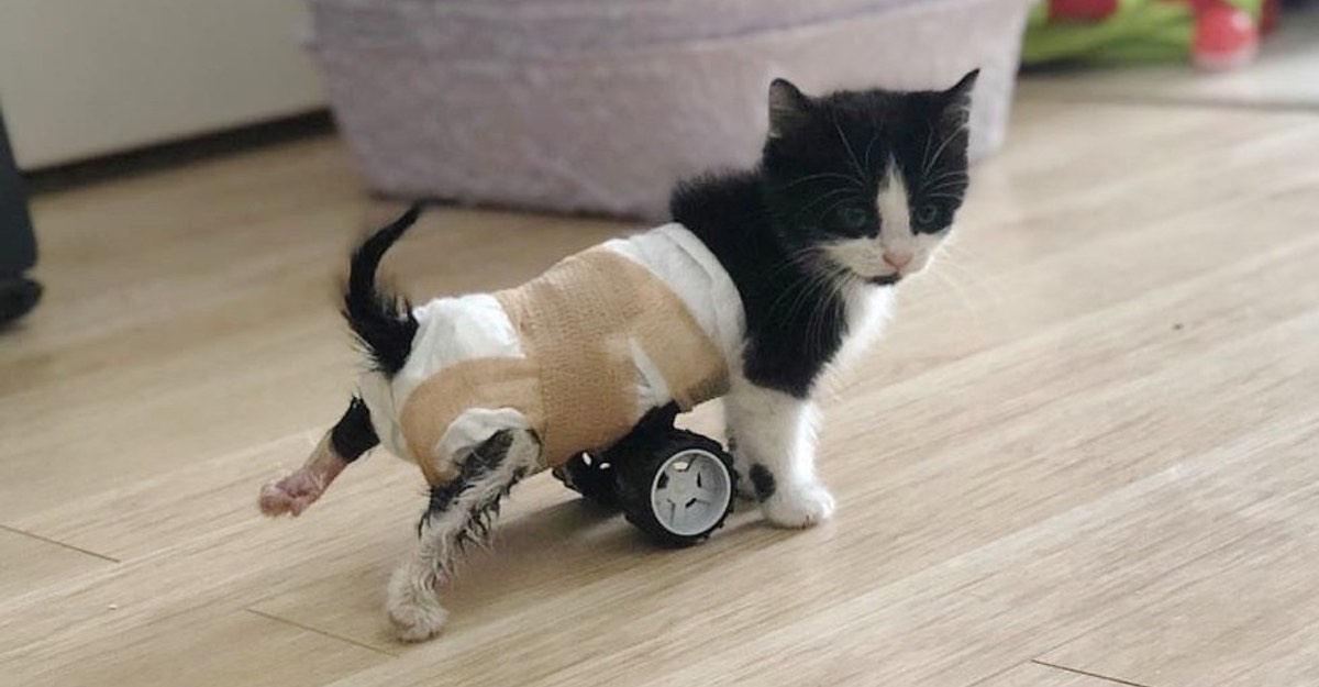 Dan una adorable silla de ruedas a gatito callejero que no