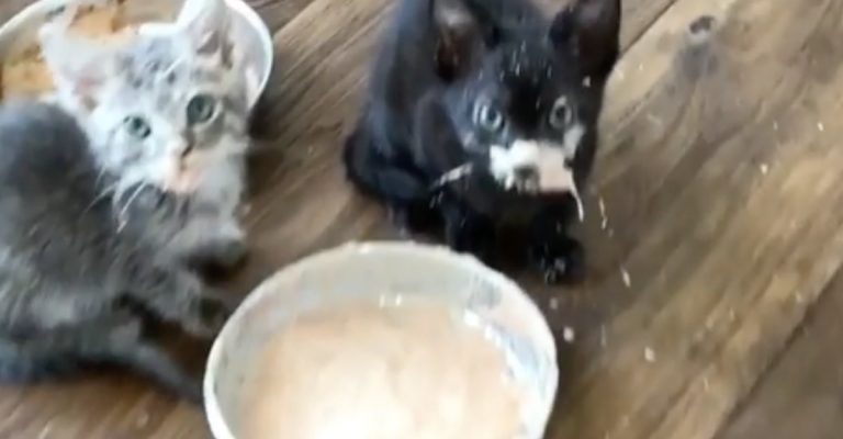 Cuando Empiezan A Comer Solos Los Gatitos