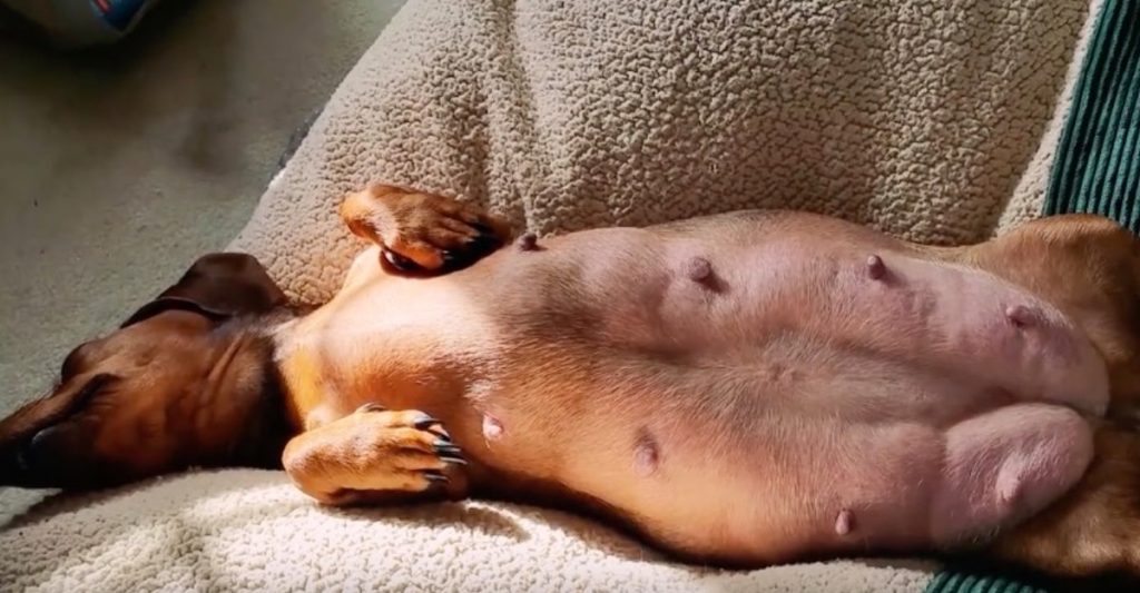 Los Perros Escuchan Al Bebe En La Panza