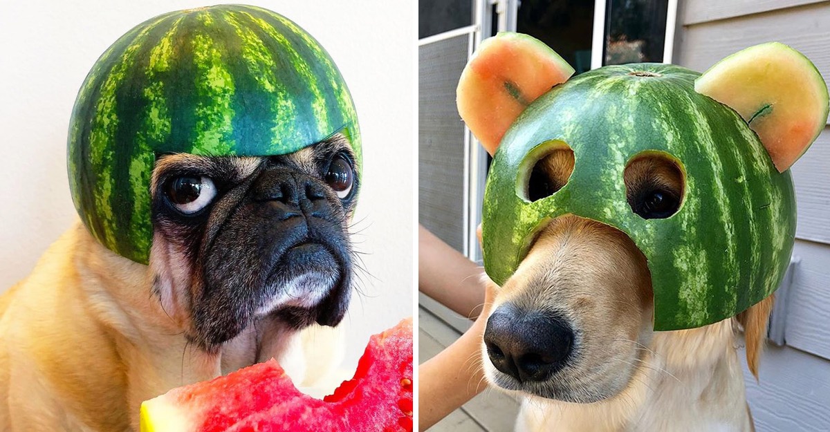 Perro Con Sandia En La Cabeza