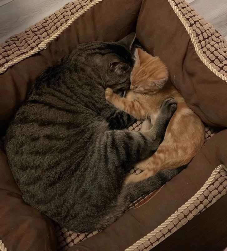 Cuando Empieza Un Gato A Ser Cariñoso