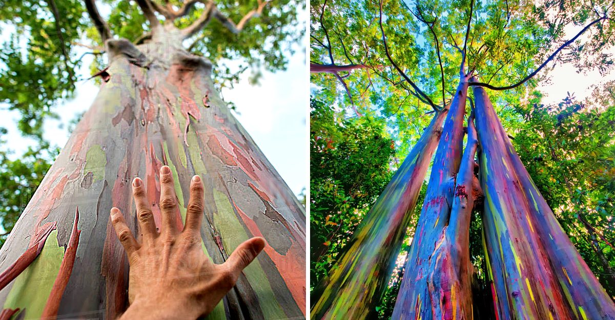 “Eucalipto arcoíris”: El árbol multicolor que es considerado el más