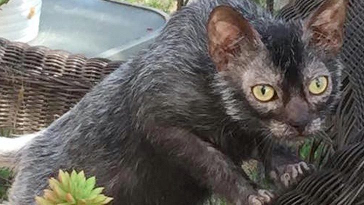 Mezcla De Siames Y Gato Callejero