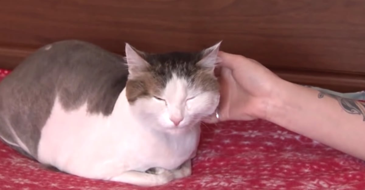 Como Se Despide Un Gato Antes De Morir