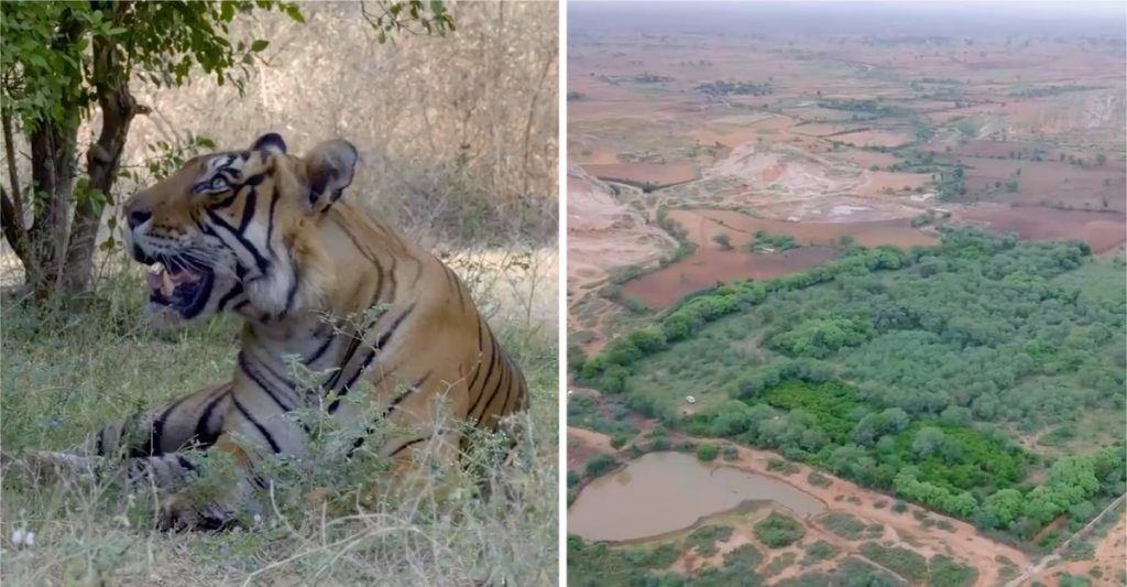 Compran tierras junto a reserva de tigres para que su bosque crezca y