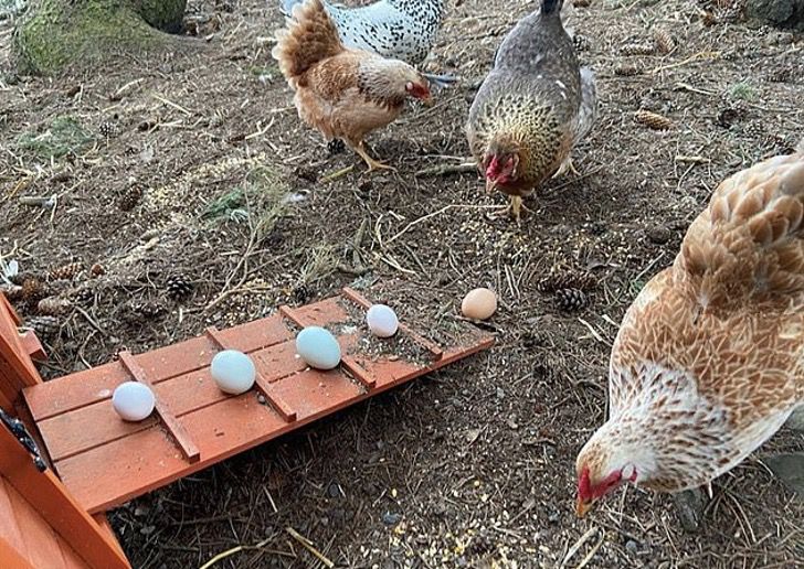 Por Donde Sacan Los Huevos Las Gallinas