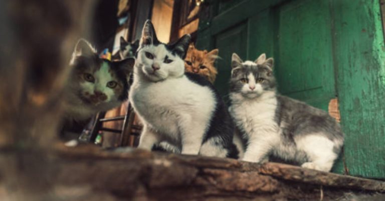 Mezcla De Siames Y Gato Callejero