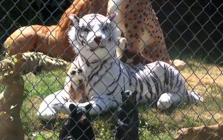 Mujer de 86 años tornó su patio delantero en un zoológico. Es una