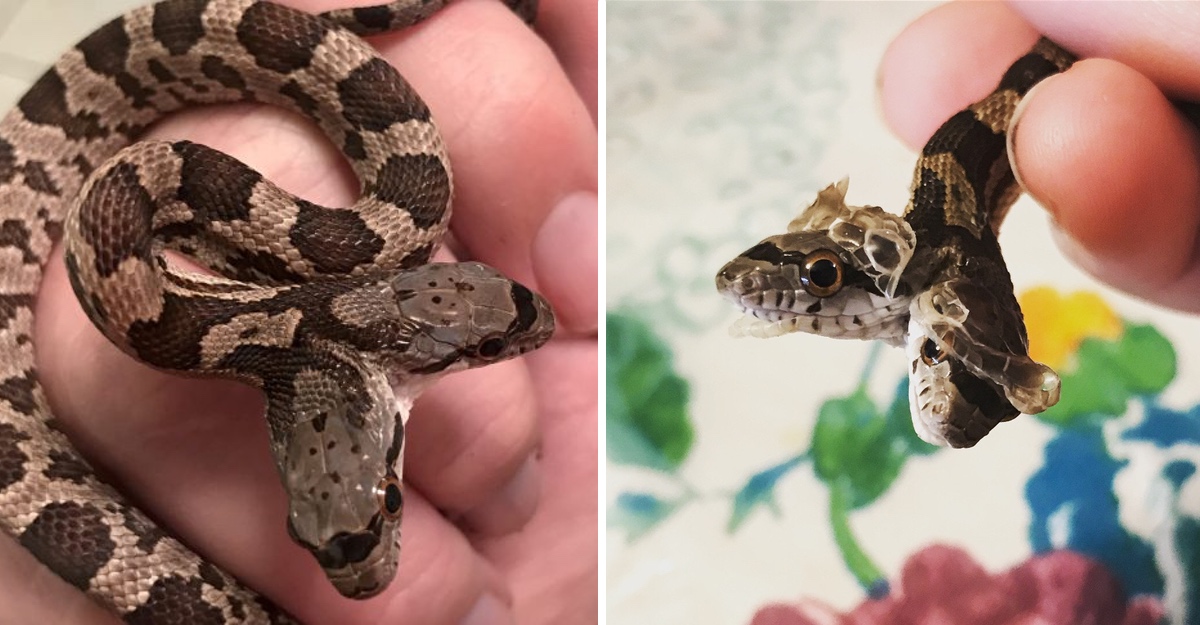 Serpiente Muy Venenosa De Egipto Y De La India