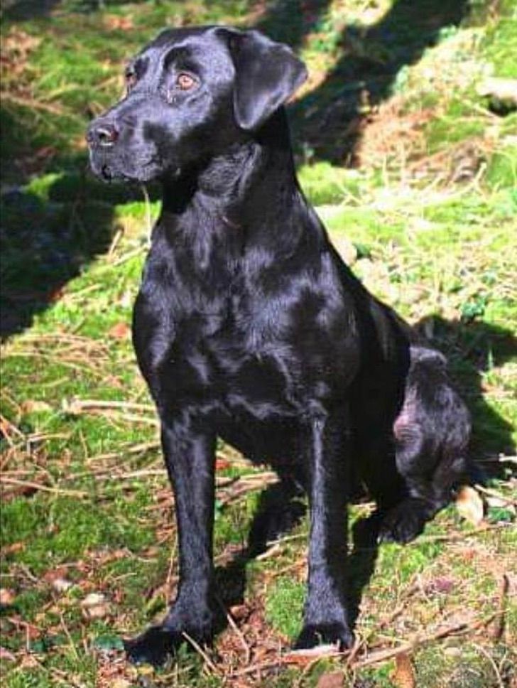 WNSS9 80cm grande lindo de Labrador Perro Simulaci/ón de la mu/ñeca de juguete de felpa mu/ñeca animal realista peluches del perrito de peluche rellenos ni/ños durmientes suaves almohadas de felpa Juguete