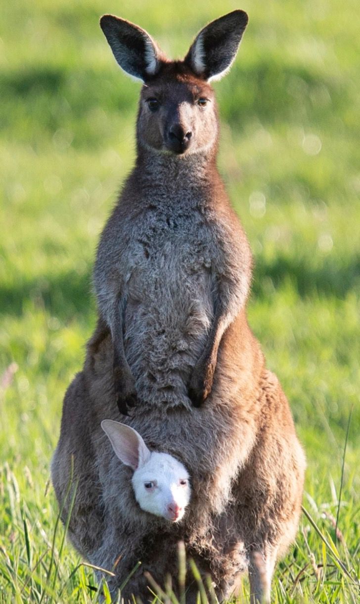 Rarísimo canguro albino consiguió tener un hijo como él. Ahora ya no