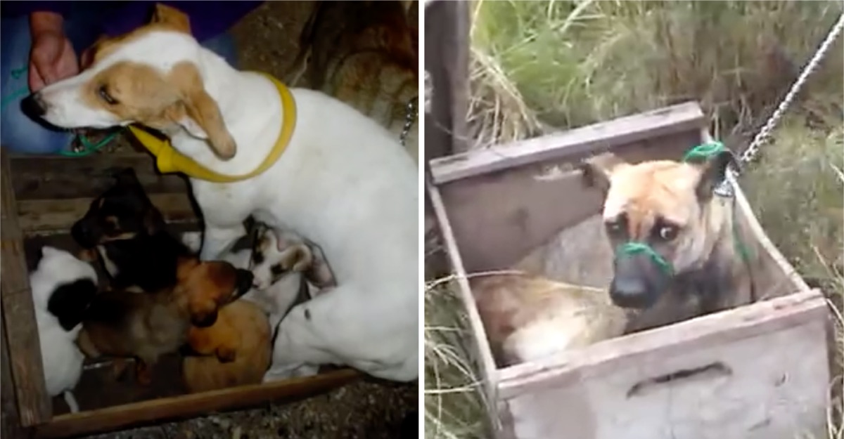 Abandonan perros dentro de cajas de madera y con su hocico amarrado. No