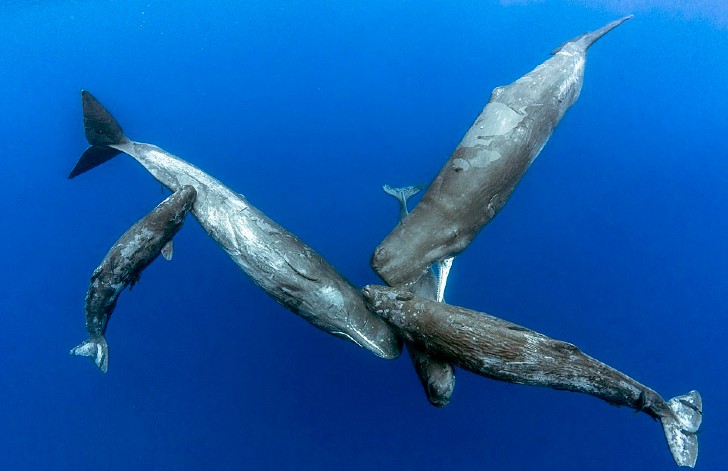 Ballena amamantando a su cría bajo el agua muestra la magia de la