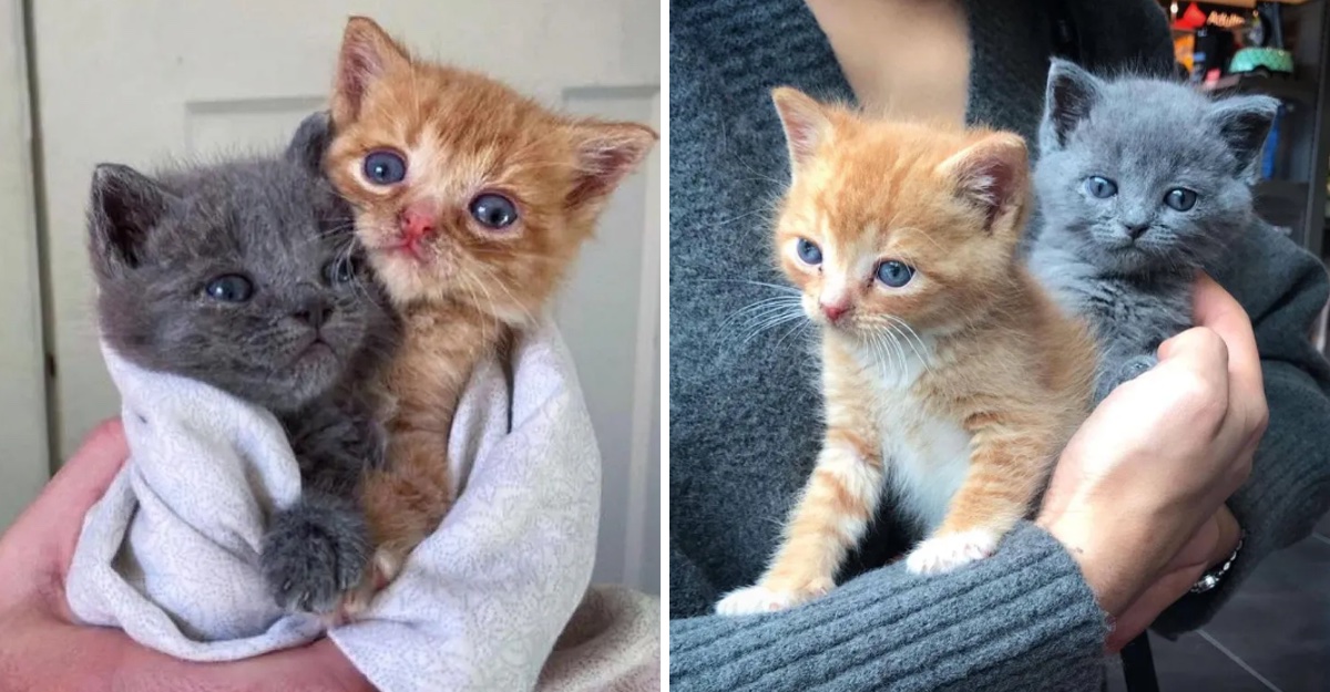 Puede Sobrevivir Un Gato Recien Nacido Sin Su Madre
