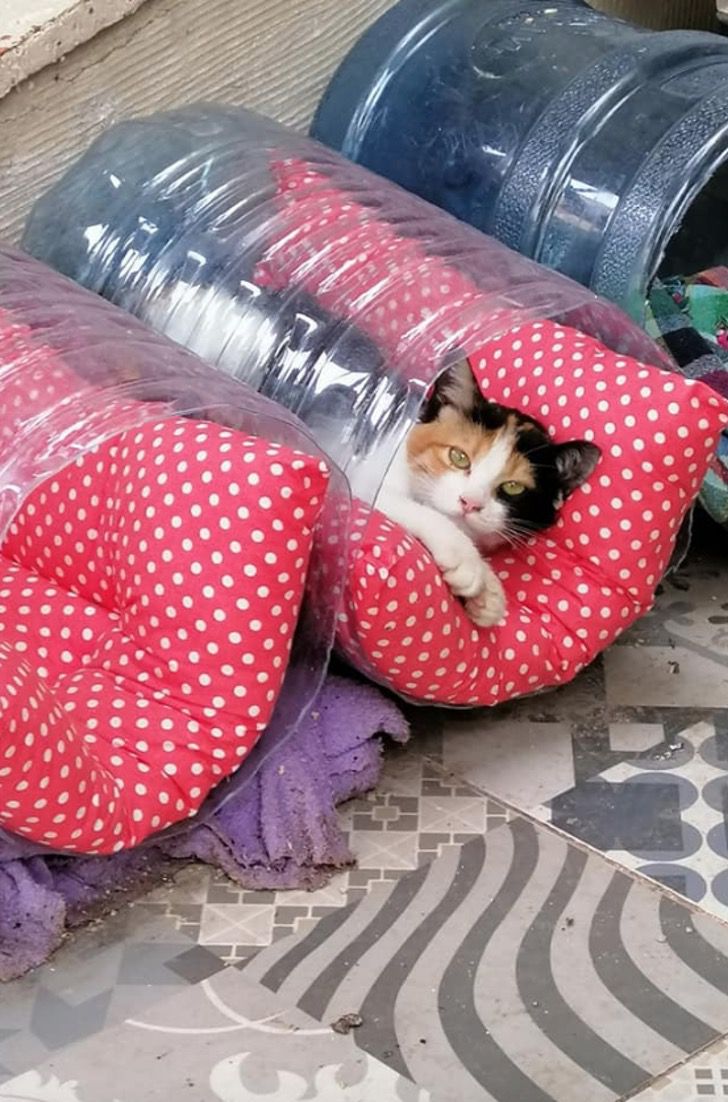 Construyen sencillas casas para gatitos callejeros en Turquía. Así no pasarán frío de noche | Upsocl