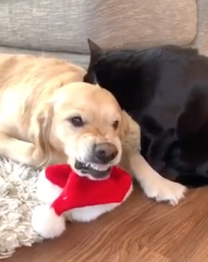Porque Mi Gato Se Enoja De La Nada
