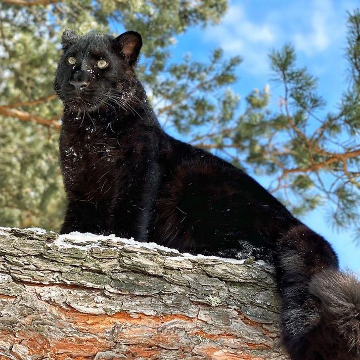 30 fotograf as de luna la pantera criada por una humana y 30 fotograf as de luna la pantera criada por una humana y