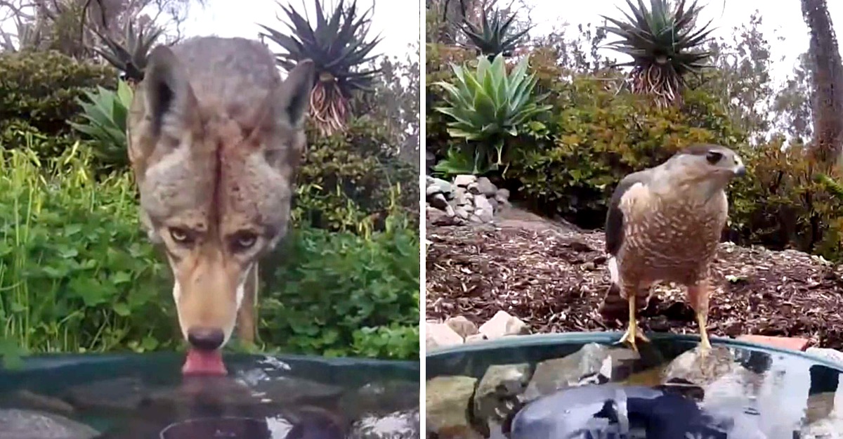 Cámara detecta a varios animales bebiendo y compartiendo de una misma