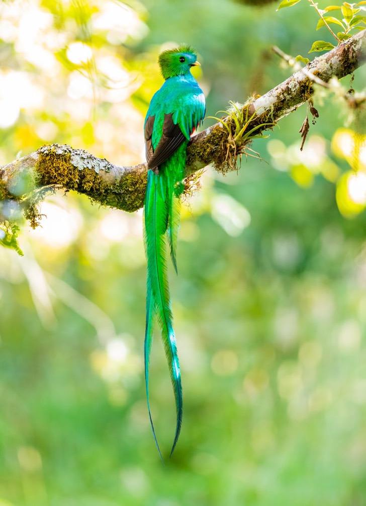 El quetzal deleita con sus bellas plumas de colores, pero está bajo