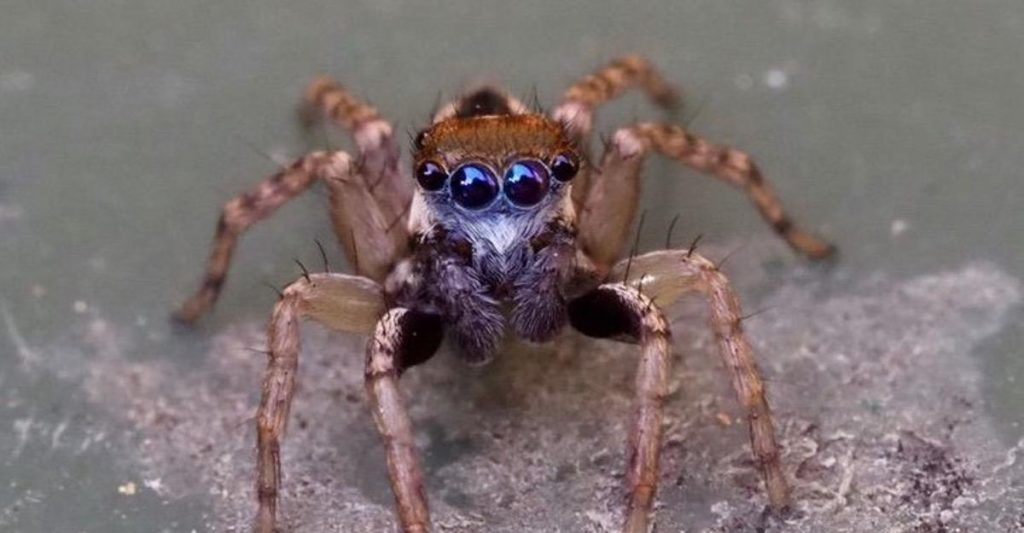 Una mujer descubrió una nueva especie de araña de 8 ojos en su patio