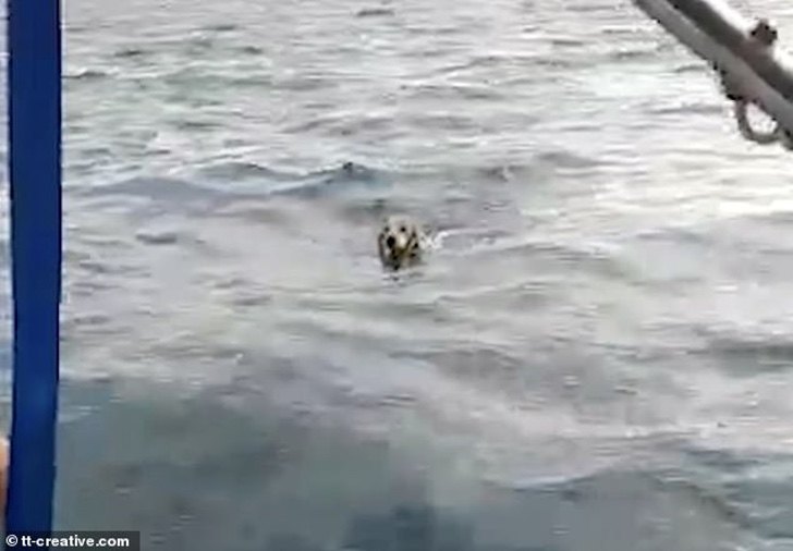 México: pescadores encontraron a un perrito luchando por su vida en el mar image 19148116 7523881 Mr Flores and his brother Jorge Abraham think a blob in the wate a 1 1569926108625