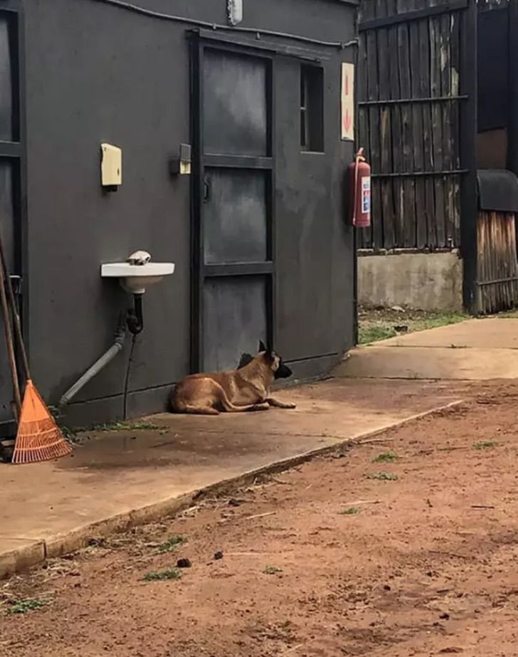 Triste final: murió Jazz, la jirafa abandonada por su madre que fue adoptada por un perro imagen Captura de Pantalla 2019 12 09 a las 10.07.28