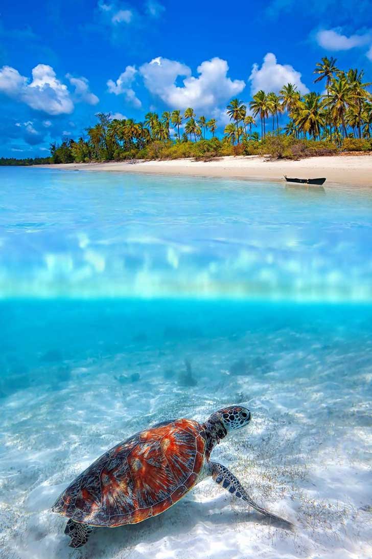Estas 34 fotografías revelan lo que realmente ocurre bajo la superficie del agua | Upsocl