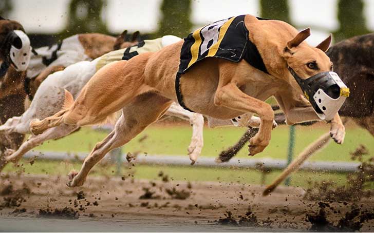 Los secretos que reveló un informante sobre las carreras de perros