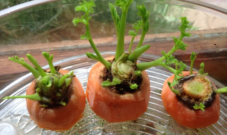 photo-776688-728x435