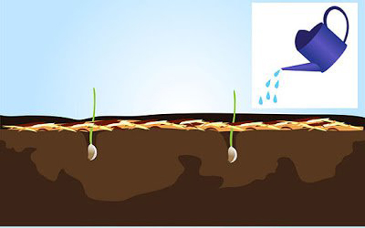 vegetales_comprar_una_vez_8