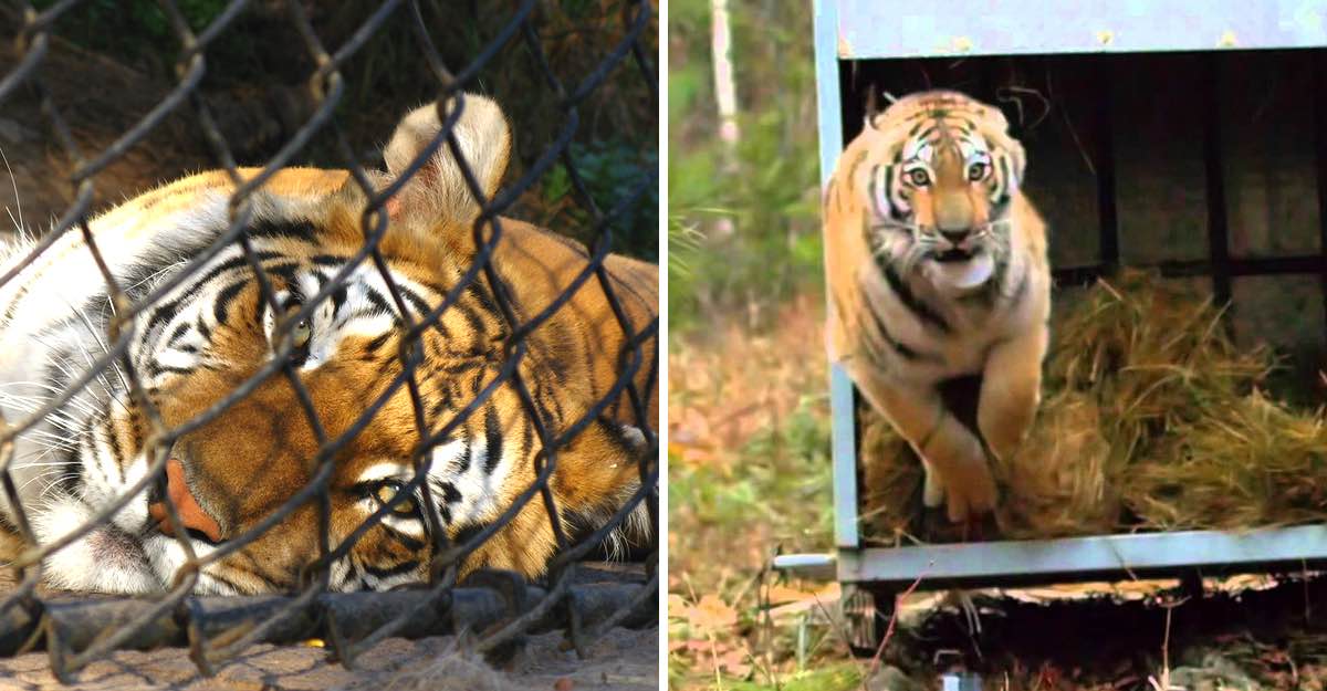 Resultado de imagen para liberados de zoologico