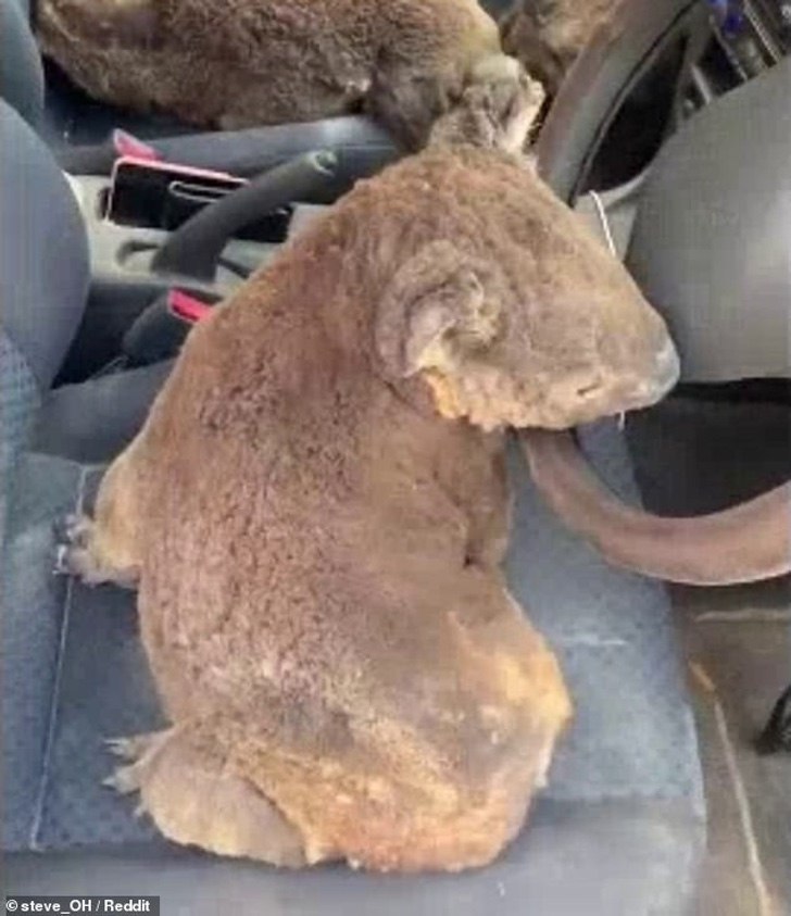 Adolescentes australianos llenaron su carro de koalas para salvarlos del incendio image 23090504 7859593 image m 9 1578380165093