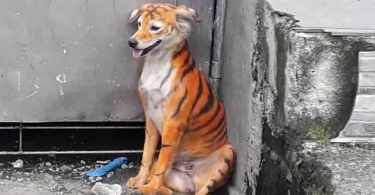 Encontraron a perro callejero pintado de negro y naranjo como un tigre. Los animales no son juguetes | Upsocl