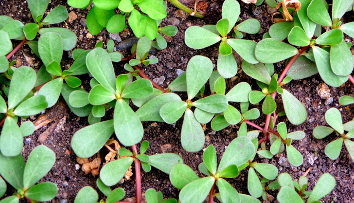 Plantas comestibles de guatemala